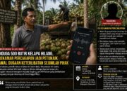 Diduga 500 Butir Kelapa Hilang di Banyuasin, Rekaman Percakapan Jadi Petunjuk Awal Dugaan Keterlibatan Sejumlah Pihak